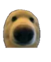 Polar bear face in extreme close-up staring directly forward with a distorted, humorous expression.