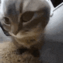 CatJiggy animated GIF emoji | Anime Sekai