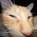 Ginger cat looking directly into the camera with a suspicious, squinted-eye expression.