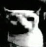 Dark_White_Yasso_Cat Discord Emoji | # ~ 𝐄𝐦𝐩𝐢𝐫𝐞 𝐖𝐞𝐬𝐭 𝟏𝟖𝟕