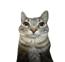 cat_stare Discord Emoji | [26.2+] Inferno Events