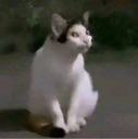 nhinxaxam Discord Emoji - Blackcat