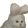 Cat wearing bunny ears looking confused and skeptical.