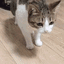 CatDead animated Discord emote - Besties Community