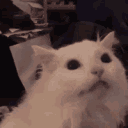 screamcat animated emote - Cyberpunk Syndicate ☁୨ৎ