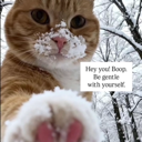 Ginger cat with a snow-covered nose reaching out with a paw toward the viewer.