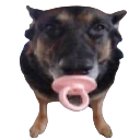 German Shepherd dog with a pink pacifier in its mouth.
