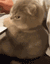 angrycat animated Discord emote | Cozy Cavern
