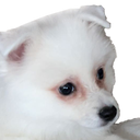A fluffy white puppy looking up with large, watery pleading eyes.