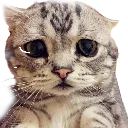 sadCat custom emote from Lucid Love ☾  Relationship ⭑ Social ⭑ Gaming ☽