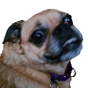 Norbert the dog looking sideways with a confused and slightly derpy expression.