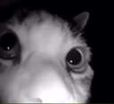 catlurk Discord Emoji - Michigan Idiots