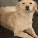 dogexcited animated emote from || mongrel mutts