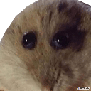 ratwut Discord Emoji - Niveous Gaming