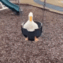 1062869487629631548 animated Discord emote | WONDERLAND