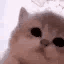 catjam animated Discord emote | Curatorium of Secrets