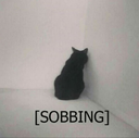 A black cat stands facing a white corner with the text SOBBING written underneath.