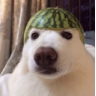 watermelondog Discord sticker - ChekoVerse