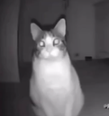 A cat with glowing eyes stares directly into the camera in a dark, low-quality night vision shot.
