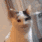 retardCat animated GIF emoji - Autism Mansion