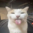 sillycat custom emote - 🌹PlayGSL❤