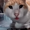 A white and orange cat with wide, stunned eyes staring directly at the camera.