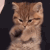 bored_1 animated Discord emote | mrrp