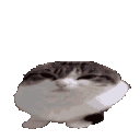 catboing animated GIF emoji | Empire of Halasbim 🚩