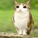 A cat head on an owl body staring forward with large, wide eyes.