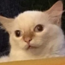 98837dumbcat custom emote from Sell Lemons | Roblox