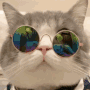 Cat wearing round sunglasses slides them down its nose to reveal a wide-eyed, confused expression.