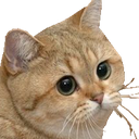 Cat with large, wide eyes staring intensely with a serious expression.