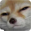 Fennec fox with squinted eyes looking suspicious and judgmental.