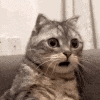 cat_wtf animated emote - Foreign's Server