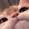 a_cat_cute_hello_kitty_stare Discord Emoji | ''₊🌷⁺ Ask To DM ❥ Egirls ❥ Active VC ❥ Nitro Giveaways ❥ Chat ❥ Friends ❥ Ask2DM ❥ Sfw ❥ Non Dating