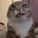 squirtcat custom emote | Nova Luna (新月)