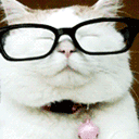 A white cat wearing black glasses takes them off in a gesture of disbelief and annoyance.