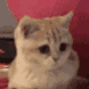 catokay animated GIF emoji - Crow AI #Renaissance