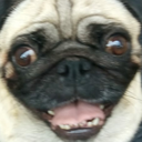 5552pug Discord sticker | 𝕄𝕚𝕤𝔽𝕚𝕥 ℂ𝕣𝕖𝕨