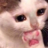 A white kitten with teary eyes nibbling on its pink paw.