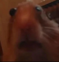 surprisedhamster Discord Emoji from Roblox Cheats