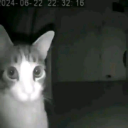 A cat with wide eyes stares directly into a security camera in low light.