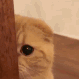 sneaky_cat animated GIF emoji | Popcorn Server