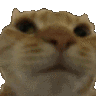 cat_no animated Discord emote - Messi Official