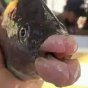 fish Discord Emoji | {рп}~ДуРкА~{рп}