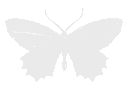 butterflywhite animated emote from 𝙰𝚄𝚁𝙾𝚁𝙰™ | 𝚂𝚘𝚌𝚒𝚊𝚕 • 𝙶𝚊𝚖𝚒𝚗𝚐 • 𝙽𝚘𝚗-𝚃𝚘𝚡𝚒𝚌 • 𝙷𝚊𝚗𝚐𝚘𝚞𝚝𝚜 • 𝙳𝚊𝚝𝚒𝚗𝚐 • 𝙶𝚠𝚢𝚣 • 𝙴𝚟𝚎𝚗𝚝𝚜 • 𝙵𝚞𝚗