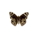 emoji_12 Discord Emoji - 𝘿𝘼𝙍𝙆 𝙒𝙃𝙄𝙎𝙋𝙀𝙍𝙀𝙍𝙎 𝙤𝙨