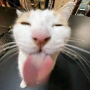 gato Discord Emoji | offqtz