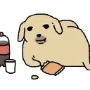 A chubby dog lying down while eating a snack next to a soda bottle.