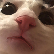 catconcern custom emote from ⁽¹⁸⁺⁾ miao ୨ৎ
